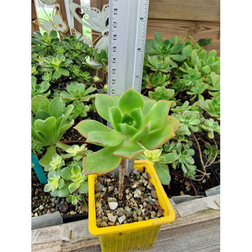 aeonium-decorum-plante-grasse-succulente