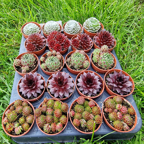 sempervivum-joubarbe-plante-succulente-rocaille-2