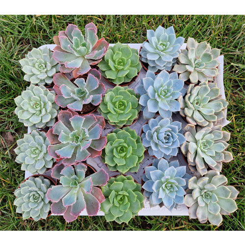 mini-succulentes-pour-mariage-bapteme-deco