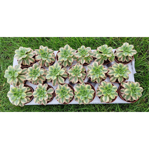 aeonium-sunburst-plante-succulente-collection