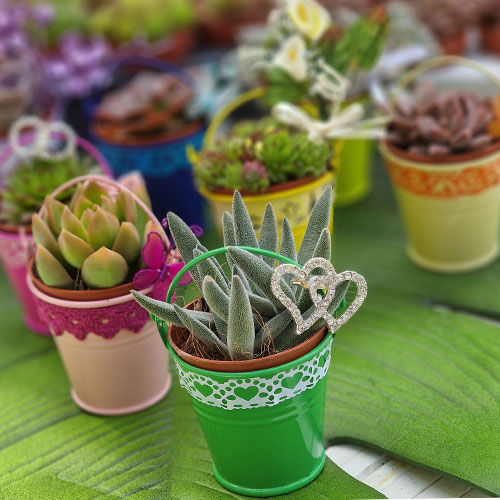 Mini plantes succulentes pour decoration bapteme mariage communion fete anniversaire