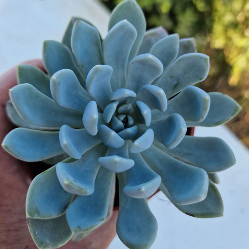 echeveria-plante-grasse-succulente-3