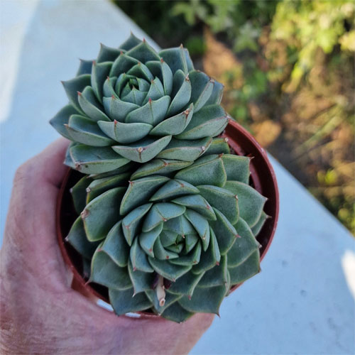 echeveria-plante-grasse-succulente-2