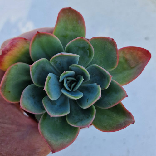 echeveria-plante-grasse-succulente-6