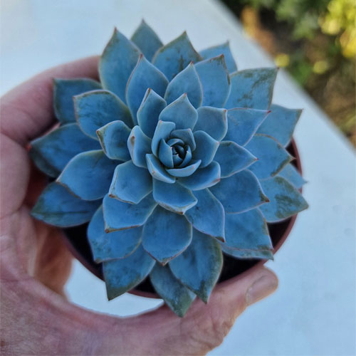 echeveria-plante-grasse-succulente-4