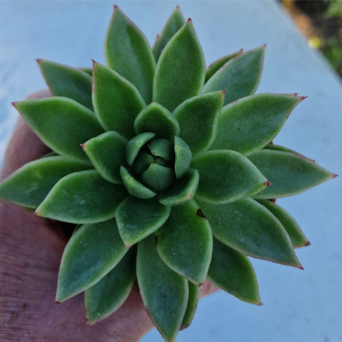 echeveria-plante-grasse-succulente-5