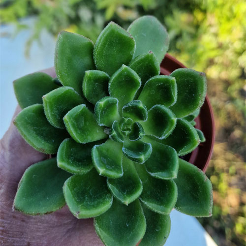 echeveria-plante-grasse-succulente-7