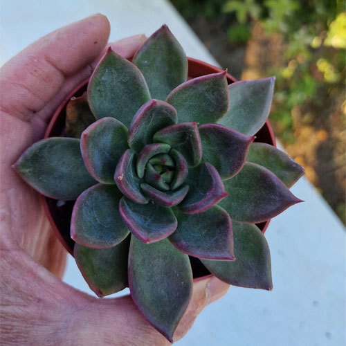 echeveria-plante-grasse-succulente-8