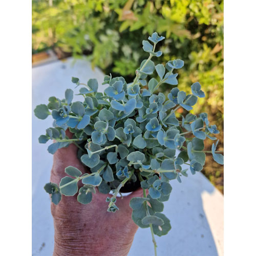 sedum-plante-grasse-succulente