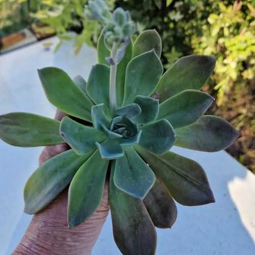 echeveria-blue-prince-plante-grasse-succulente