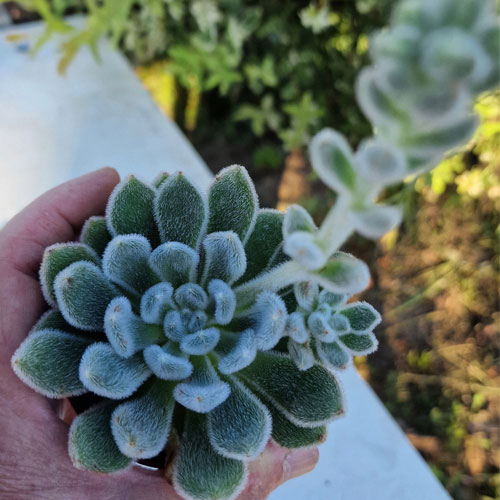 Echeveria-plante-grasse-succulente-de-collection-pot-8,5-cm-9