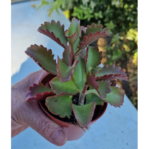 Kalanchoe-plante-grasse-succulente-de-collection-pot-8,5-cm-2