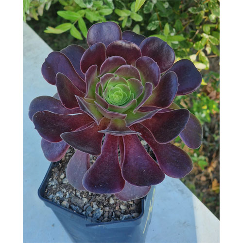 aeonium-plante-grasse-succulente-1
