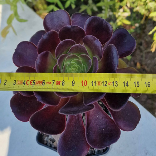 aeonium-plante-grasse-succulente-1c