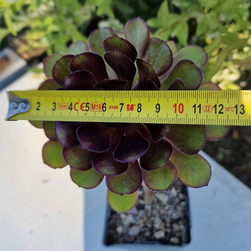 aeonium-atropurpureum-plante-succulente-1c