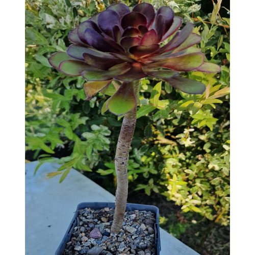 aeonium-atropurpureum-plante-succulente-1b