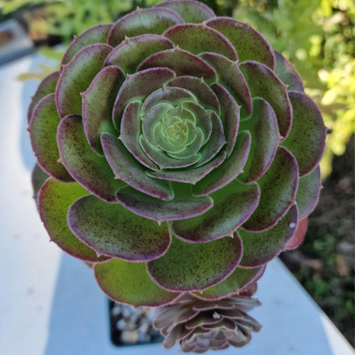 aeonium-atropurpureum-plante-succulente-2