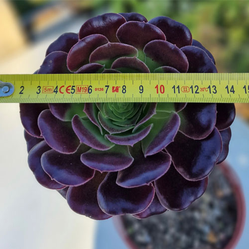 aeonium--plante-grasse--succulente-3b