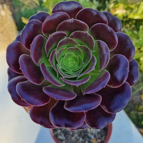 aeonium--plante-grasse--succulente-3