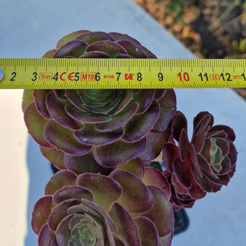 aeonium--plante-grasse--succulente-4c