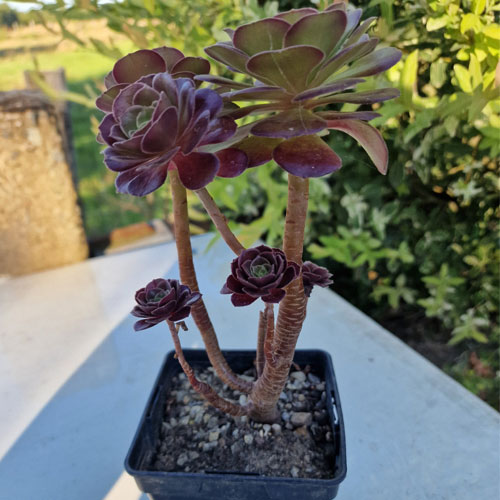 aeonium--plante-grasse--succulente-4b