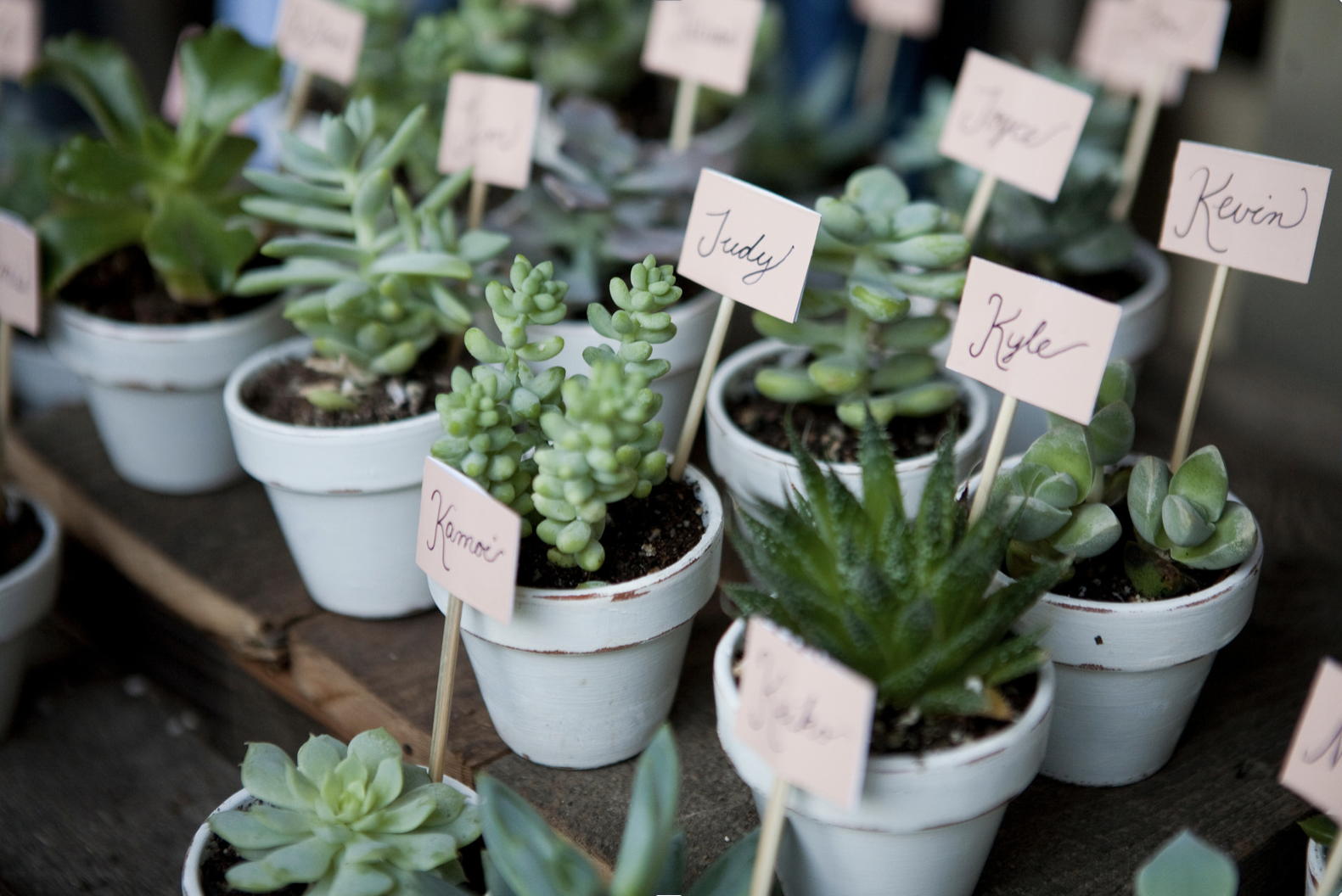 MINI POT SUCCULENTE MARIAGE