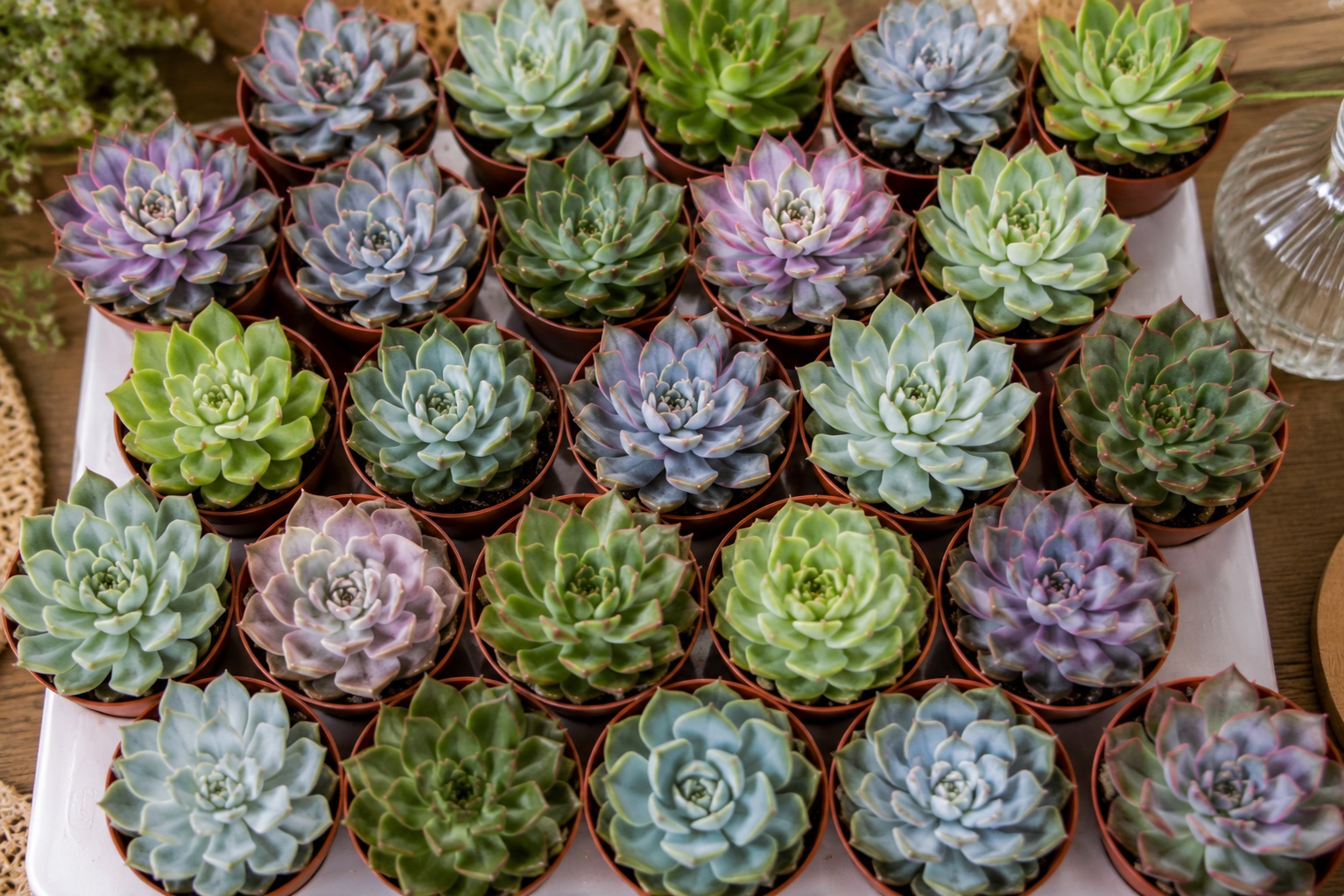 plantes succulentes en petit pot pour decoration