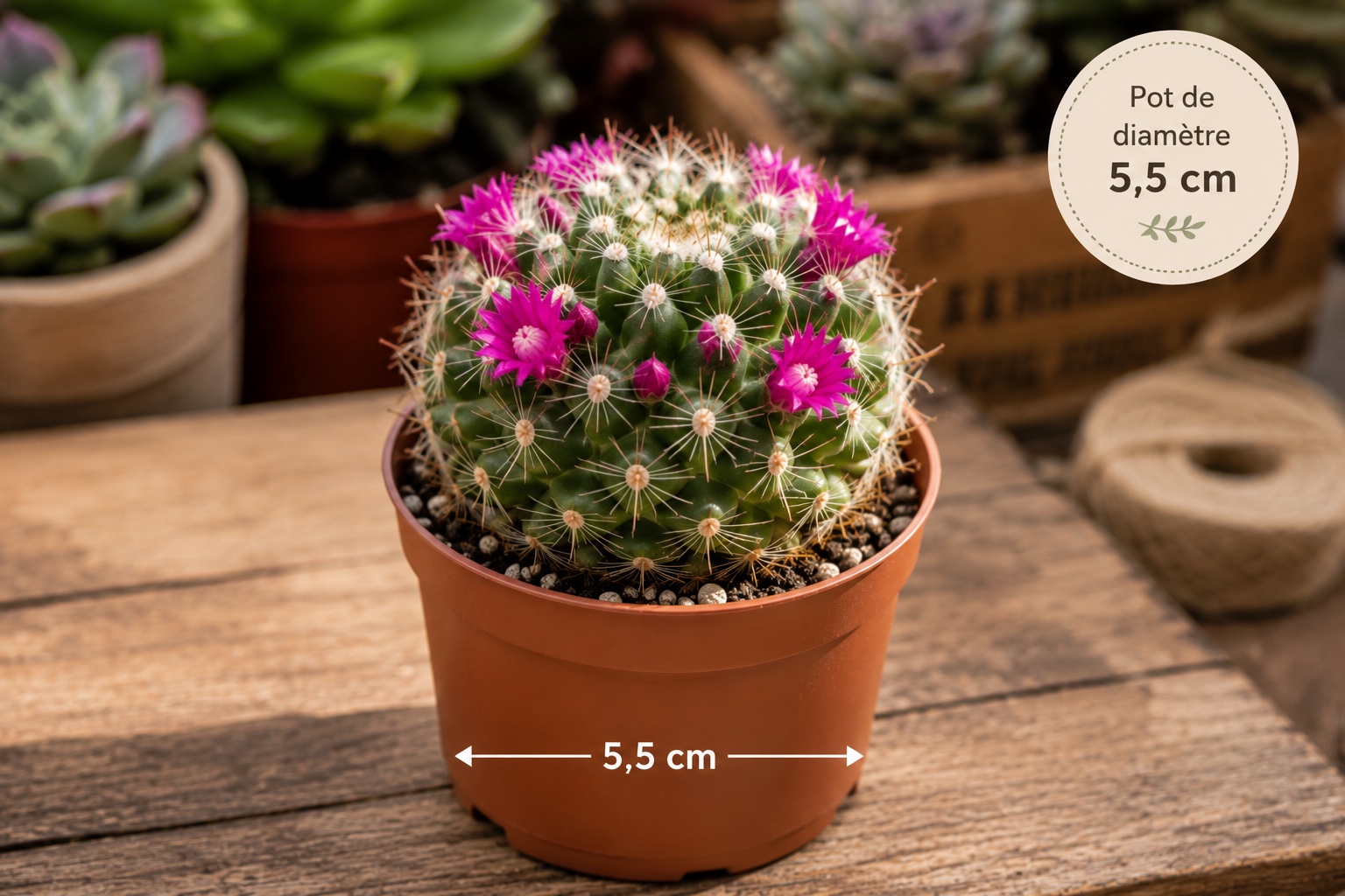 cactus en pot de 5,5 cm pour ceremonies ou decoration terrarium