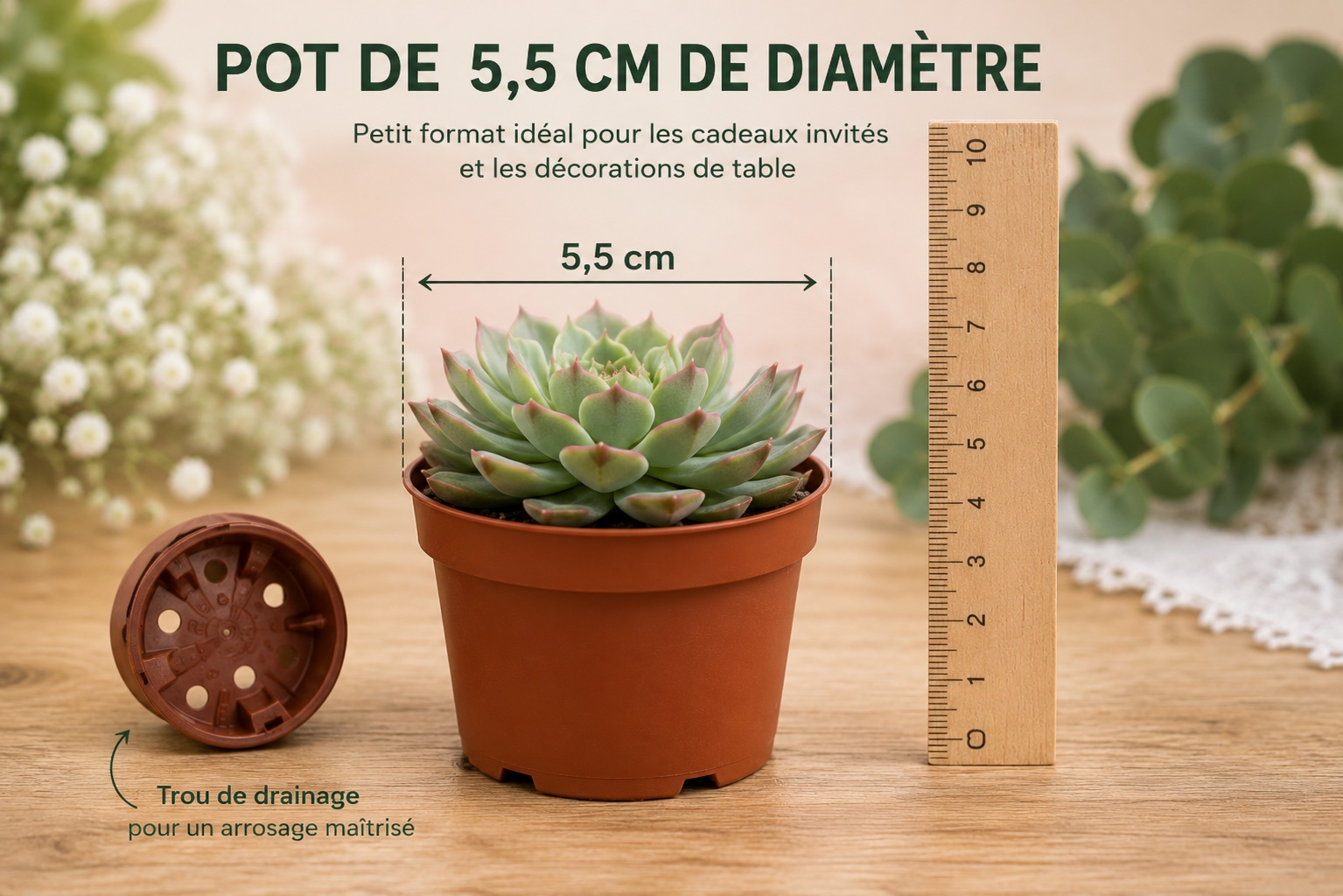 dimensions pot de mini succulentes pour creation composition florale