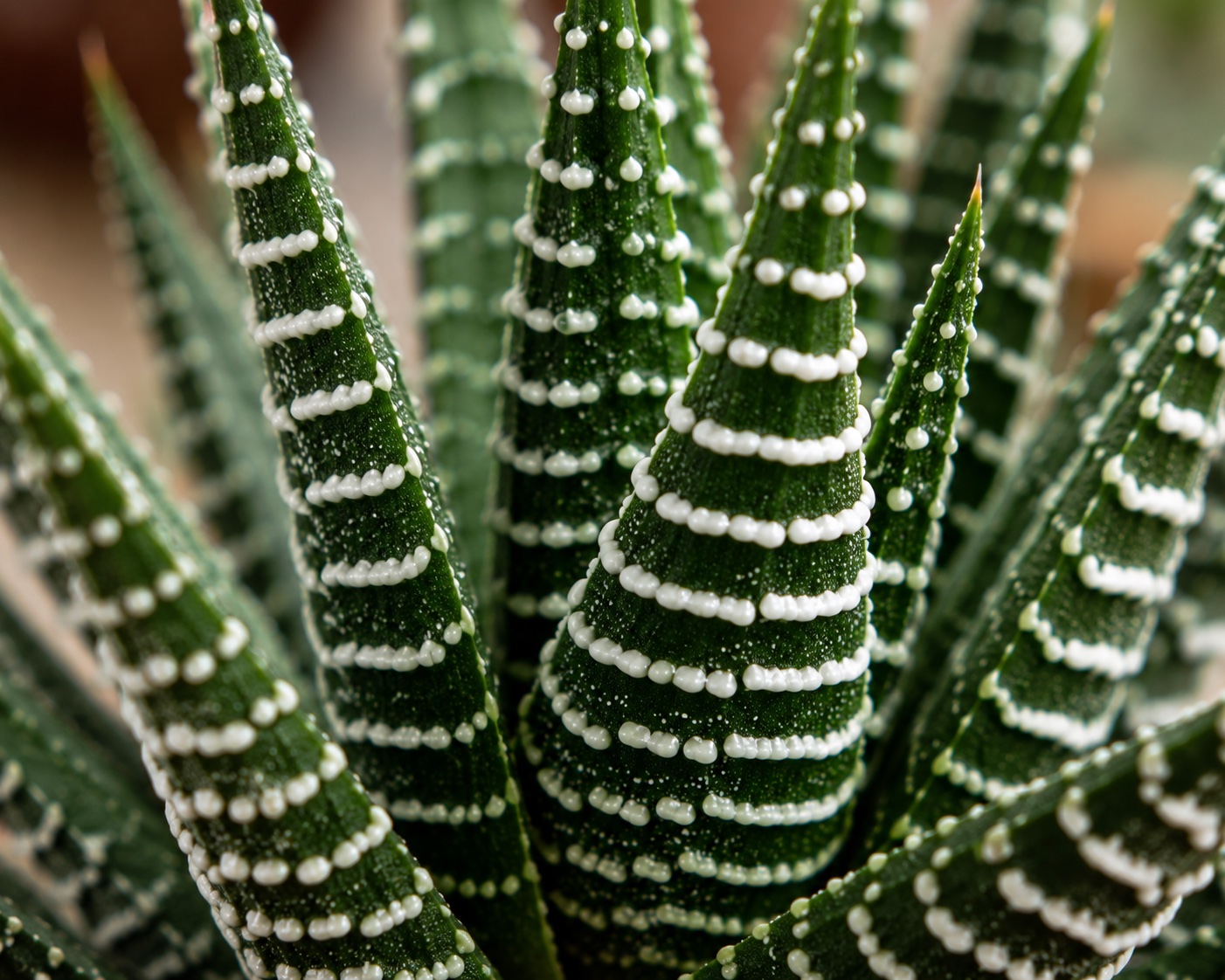 haworthia fasciata l atelier des merveilles vegetales 7