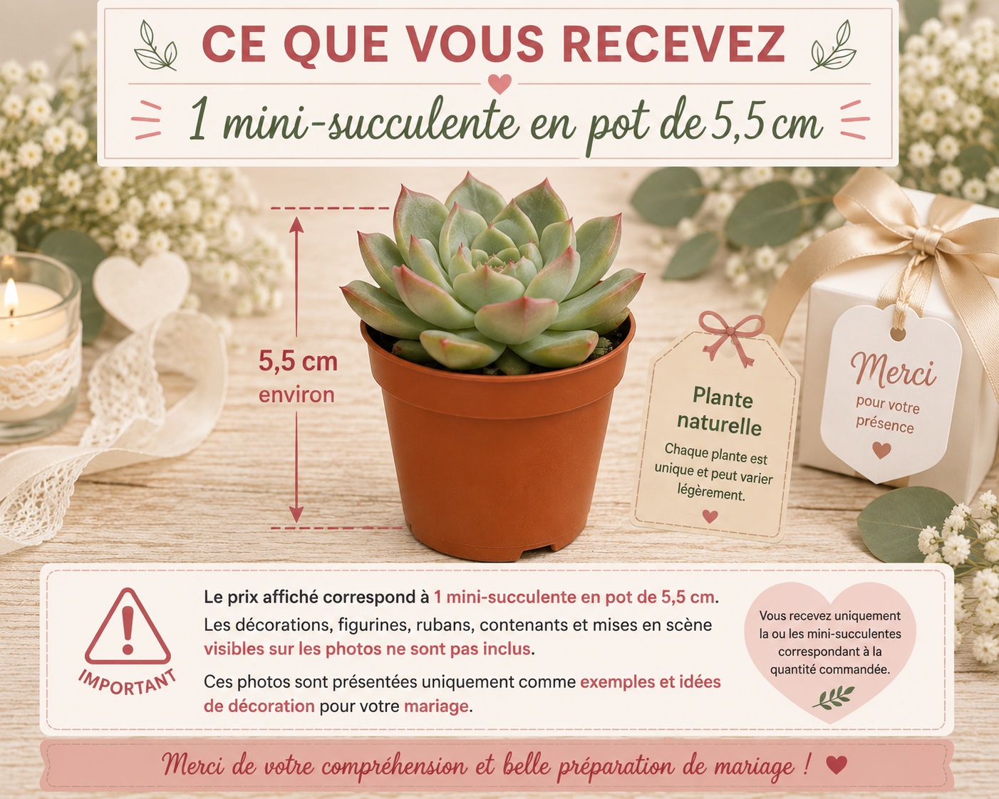 fiche information mini succulente mariage communion