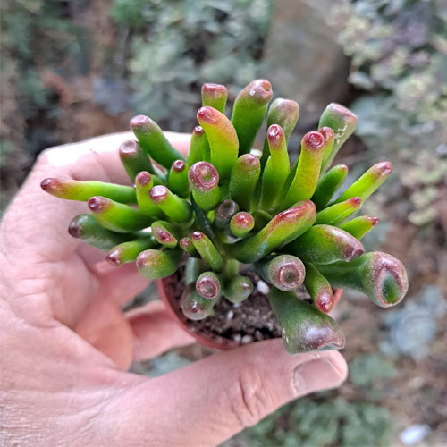 Crassula Rogersii plante grasse succulente de collection - PLANTES  SUCCULENTES/CRASSULA - Fêtes et Gourmandises Florales Vendée