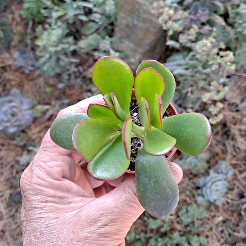Crassula Ovata Arbre de jade plante grasse succulente de collection ou bonsai