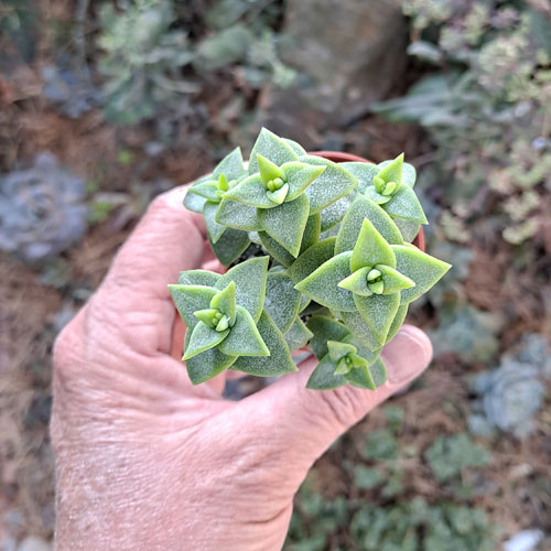 crassula-perforata-plante-grasse-succulente