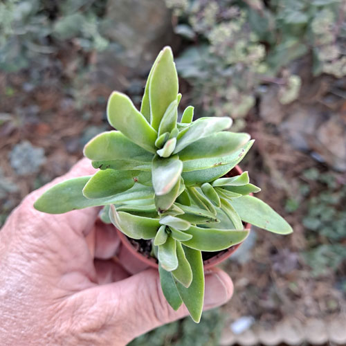 crassula-plante-grasse-succulente-2