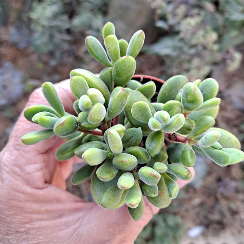 Crassula Rogersii plante grasse succulente de collection - PLANTES  SUCCULENTES/CRASSULA - Fêtes et Gourmandises Florales Vendée