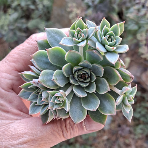 echeveria-plante-grasse-succulente-5