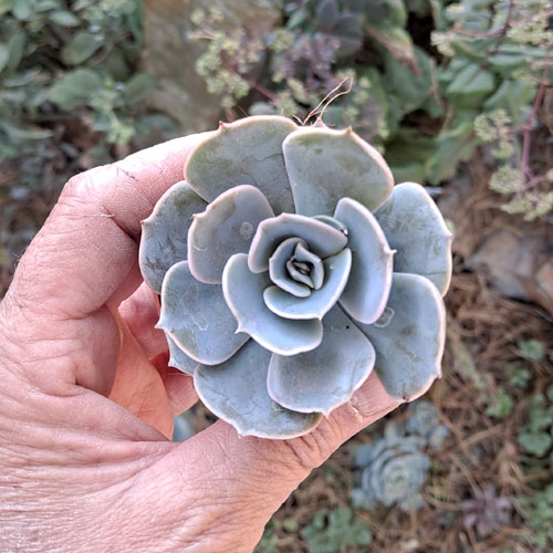 echeveria-pollux-plante-grasse-succulente-2