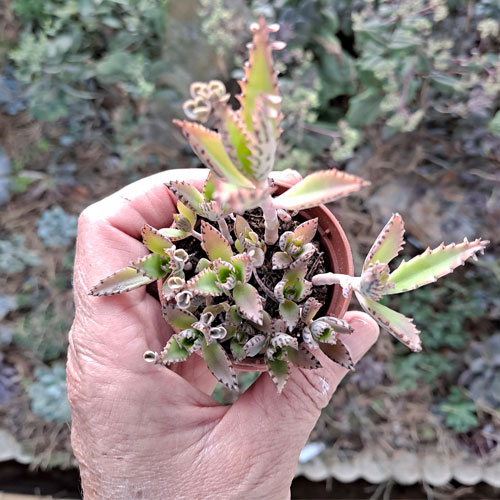kalanchoe-daigremontiana-plante-grasse-succulente