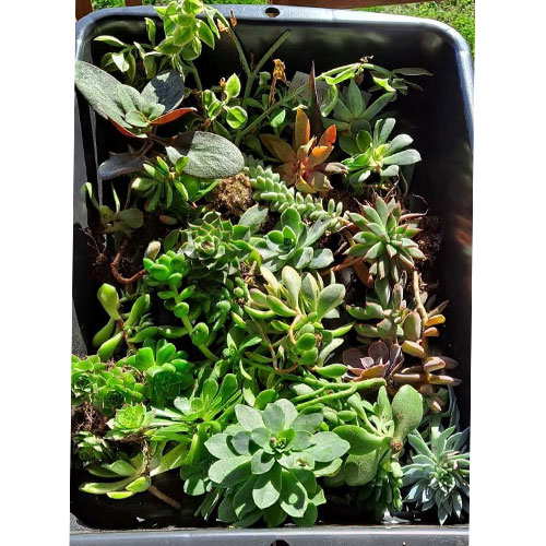 lot-de-boutures-plantes-succulentes-1