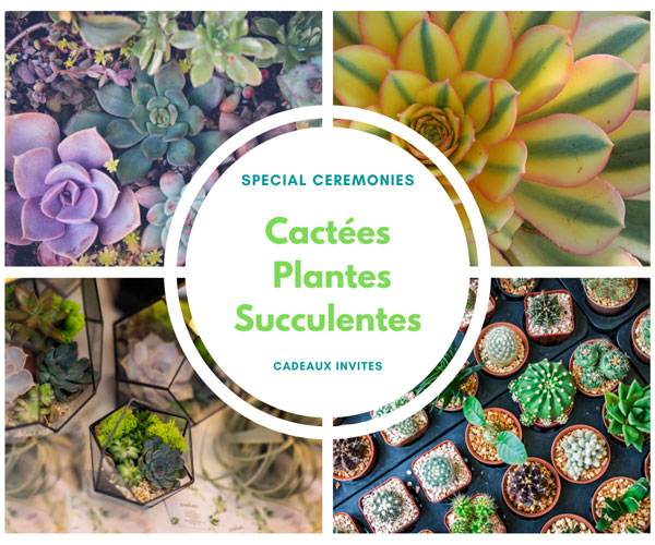 Les succulentes, le cadeau du moment à offrir à vos invités en