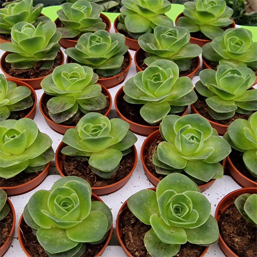 greenovia-diplocycla