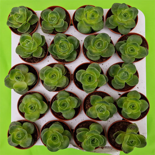 greenovia-diplocycla-2