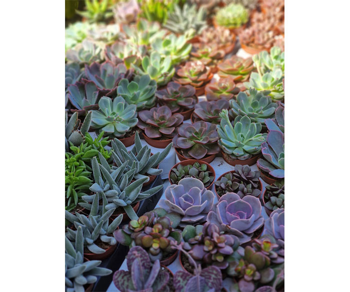 Mini succulentes en pot pour mariage bapteme communion 