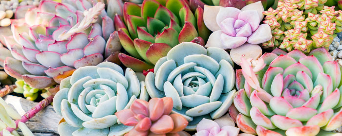 Grand choix de succulentes
