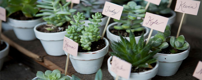 Mini pots de succulentes porte nom pour mariage