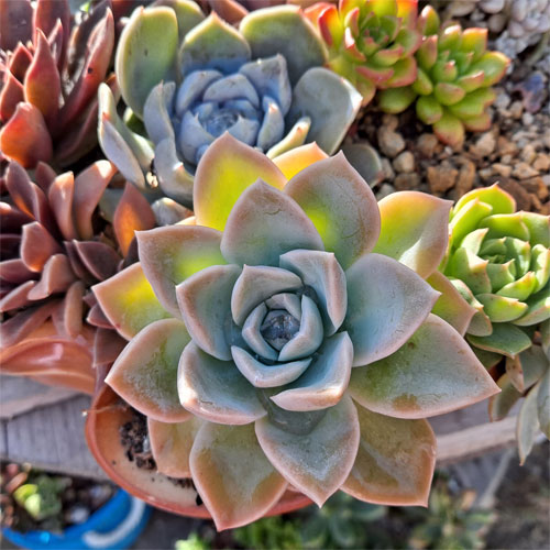 fetes-et-gourmandises-florales-plantes-succulentes