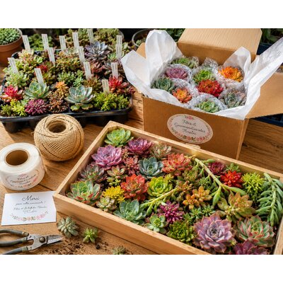 fetes et gourmandises florales boutures