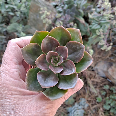 echeveria-melaco-red-plante-grasse-succulente-2