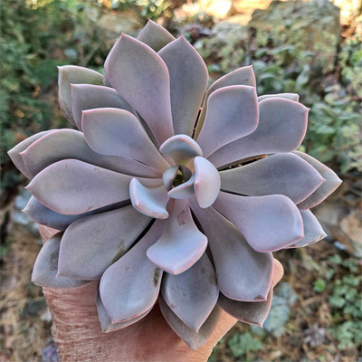 echeveria-metallica-plante-grasse-succulente
